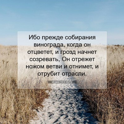 Picture 07 - Исаия 18:5 RUSV - Ибо прежде собирания - Bible Verse Picture