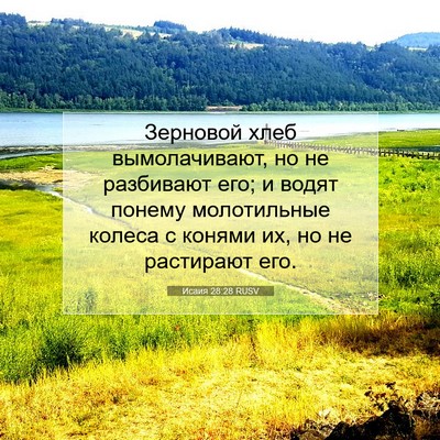 Picture 07 - Исаия 28:28 RUSV - Зерновой хлеб - Bible Verse Picture
