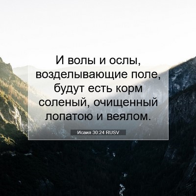 Picture 07 - Исаия 30:24 RUSV - И волы и ослы, - Bible Verse Picture
