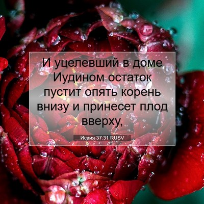 Picture 07 - Исаия 37:31 RUSV - И уцелевший в доме Иудином - Bible Verse Picture