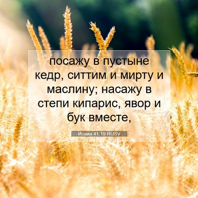 Picture 07 - Исаия 41:19 RUSV - посажу в пустыне кедр, - Bible Verse Picture