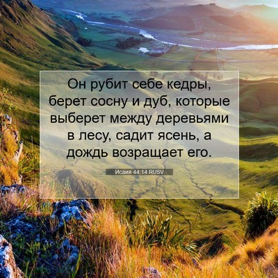 Picture 07 - Исаия 44:14 RUSV - Он рубит себе кедры, берет - Bible Verse Picture