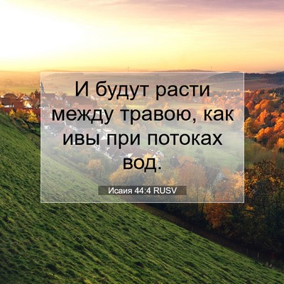 Picture 07 - Исаия 44:4 RUSV - И будут расти между травою, - Bible Verse Picture