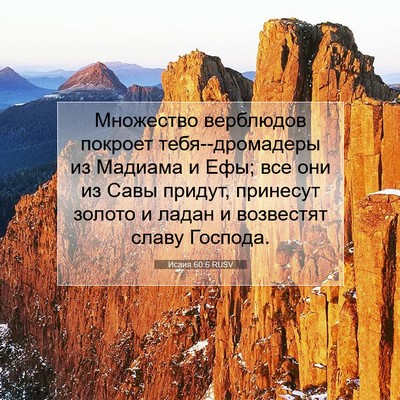 Picture 07 - Исаия 60:6 RUSV - Множество верблюдов - Bible Verse Picture