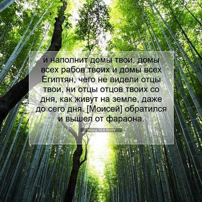 Picture 07 - Исход 10:6 RUSV - и наполнит домы твои, домы - Bible Verse Picture