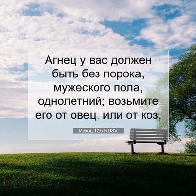 Picture 07 - Исход 12:5 RUSV - Агнец у вас должен быть без - Bible Verse Picture