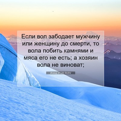 Picture 07 - Исход 21:28 RUSV - Если вол забодает мужчину - Bible Verse Picture