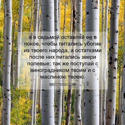 Picture 07 - Исход 23:11 RUSV - а в седьмой оставляй ее в - Bible Verse Picture