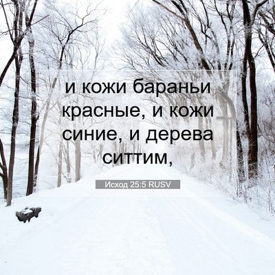 Picture 07 - Исход 25:5 RUSV - и кожи бараньи красные, и - Bible Verse Picture