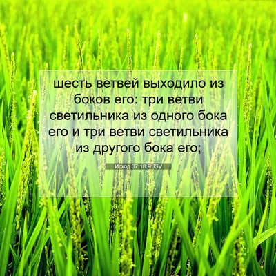 Picture 07 - Исход 37:18 RUSV - шесть ветвей выходило из - Bible Verse Picture