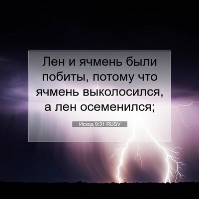 Picture 07 - Исход 9:31 RUSV - Лен и ячмень были побиты, - Bible Verse Picture