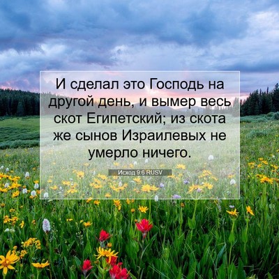 Picture 07 - Исход 9:6 RUSV - И сделал это Господь на - Bible Verse Picture