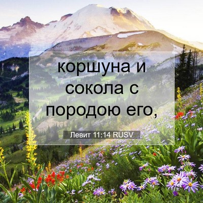 Picture 07 - Левит 11:14 RUSV - коршуна и сокола с породою - Bible Verse Picture