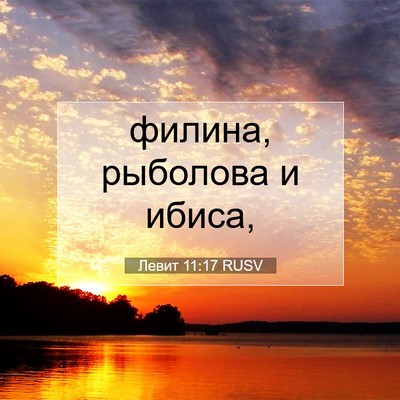 Picture 07 - Левит 11:17 RUSV - филина, рыболова и - Bible Verse Picture