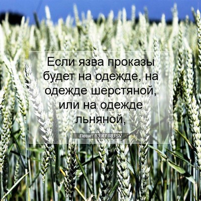 Picture 07 - Левит 13:47 RUSV - Если язва проказы будет на - Bible Verse Picture