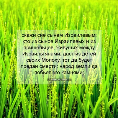 Picture 07 - Левит 20:2 RUSV - скажи сие сынам - Bible Verse Picture