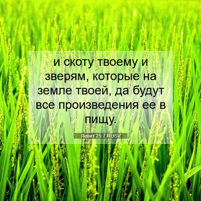 Picture 07 - Левит 25:7 RUSV - и скоту твоему и зверям, - Bible Verse Picture