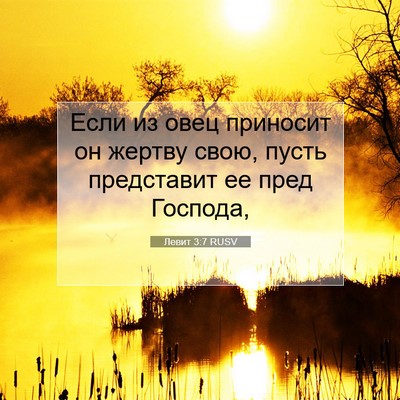 Picture 07 - Левит 3:7 RUSV - Если из овец приносит он - Bible Verse Picture