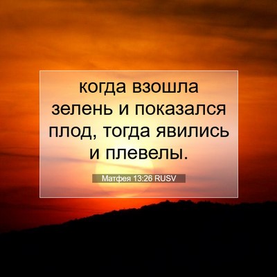 Picture 07 - Матфея 13:26 RUSV - когда взошла зелень и - Bible Verse Picture