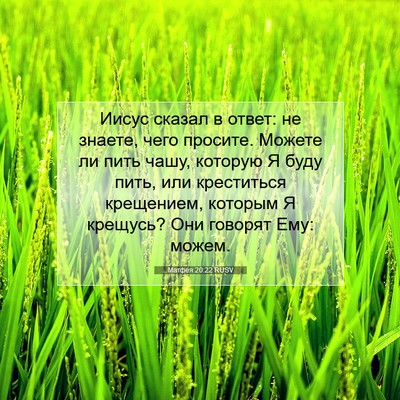 Picture 07 - Матфея 20:22 RUSV - Иисус сказал в ответ: не - Bible Verse Picture