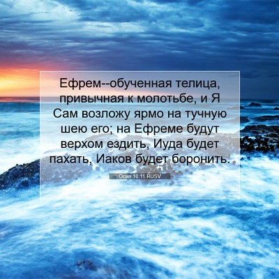 Picture 07 - Осия 10:11 RUSV - Ефрем--обученная телица, - Bible Verse Picture