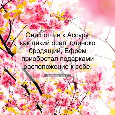 Picture 07 - Осия 8:9 RUSV - Они пошли к Ассуру, как - Bible Verse Picture