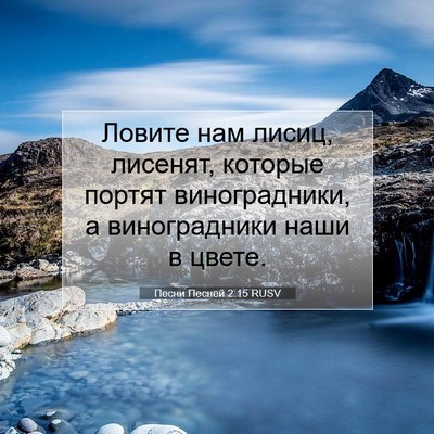 Picture 07 - Песни Песней 2:15 RUSV - Ловите нам лисиц, лисенят, - Bible Verse Picture