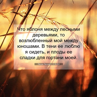 Picture 07 - Песни Песней 2:3 RUSV - Что яблоня между лесными - Bible Verse Picture