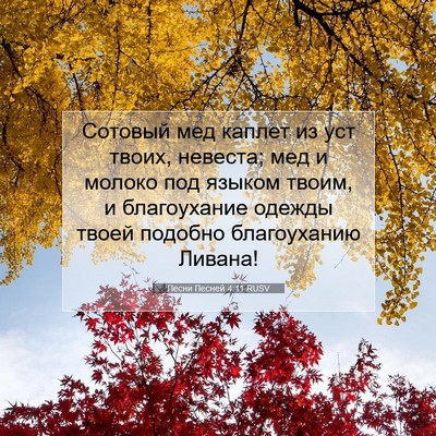 Picture 07 - Песни Песней 4:11 RUSV - Сотовый мед каплет из уст - Bible Verse Picture