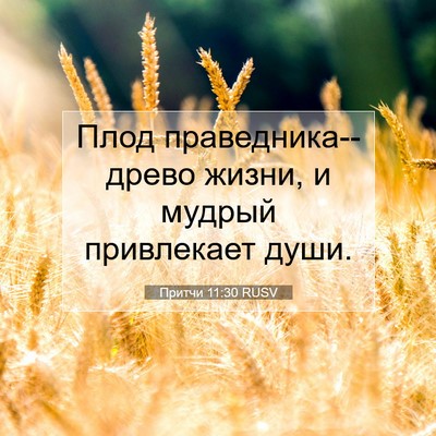 Picture 07 - Притчи 11:30 RUSV - Плод праведника--древо - Bible Verse Picture