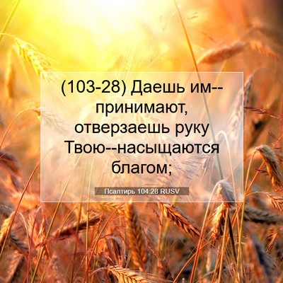 Picture 07 - Псалтирь 104:28 RUSV - (103-28) Даешь им--принимают, - Bible Verse Picture