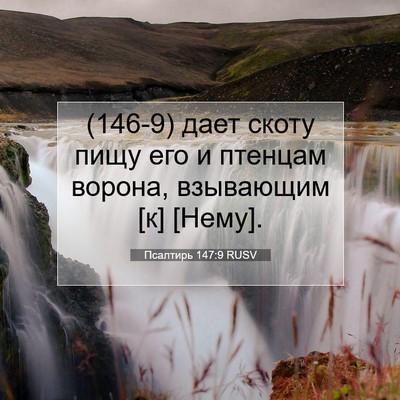 Picture 07 - Псалтирь 147:9 RUSV - (146-9) дает скоту пищу его и - Bible Verse Picture