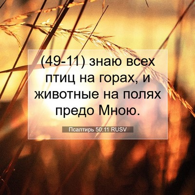 Picture 07 - Псалтирь 50:11 RUSV - (49-11) знаю всех птиц на - Bible Verse Picture