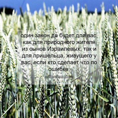 Picture 07 - Числа 15:29 RUSV - один закон да будет для - Bible Verse Picture