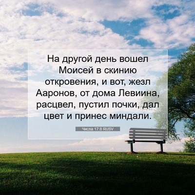 Picture 07 - Числа 17:8 RUSV - На другой день вошел - Bible Verse Picture