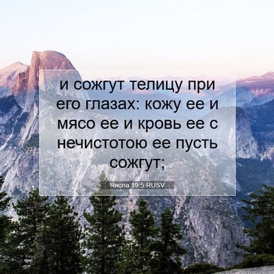 Picture 07 - Числа 19:5 RUSV - и сожгут телицу при его - Bible Verse Picture