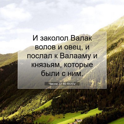Picture 07 - Числа 22:40 RUSV - И заколол Валак волов и - Bible Verse Picture