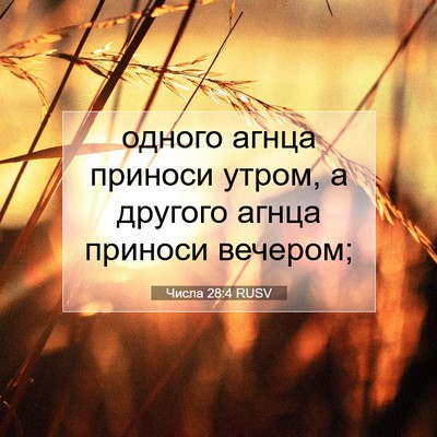 Picture 07 - Числа 28:4 RUSV - одного агнца приноси - Bible Verse Picture