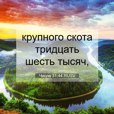 Picture 07 - Числа 31:44 RUSV - крупного скота тридцать - Bible Verse Picture