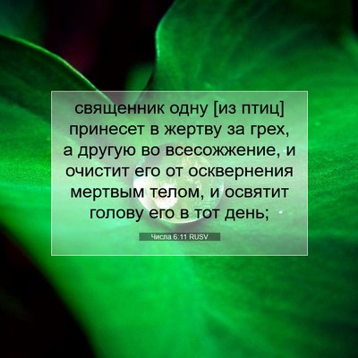 Picture 07 - Числа 6:11 RUSV - священник одну [из птиц] - Bible Verse Picture