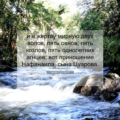 Picture 07 - Числа 7:23 RUSV - и в жертву мирную двух - Bible Verse Picture