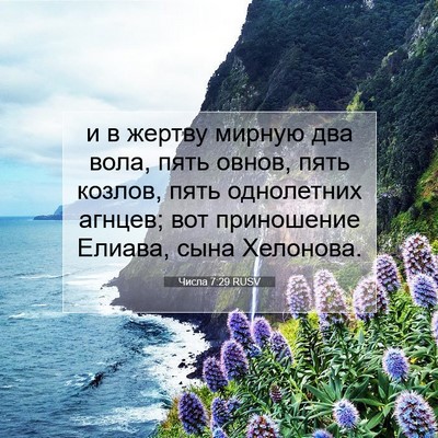 Picture 07 - Числа 7:29 RUSV - и в жертву мирную два вола, - Bible Verse Picture
