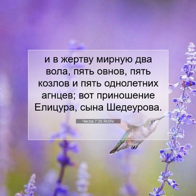 Picture 07 - Числа 7:35 RUSV - и в жертву мирную два вола, - Bible Verse Picture