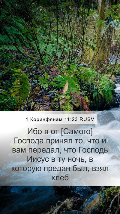 1 Коринфянам 11:23 RUSV Bible Verse Image