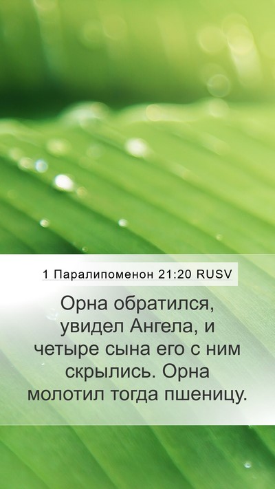 1 Паралипоменон 21:20 RUSV Bible Verse Image