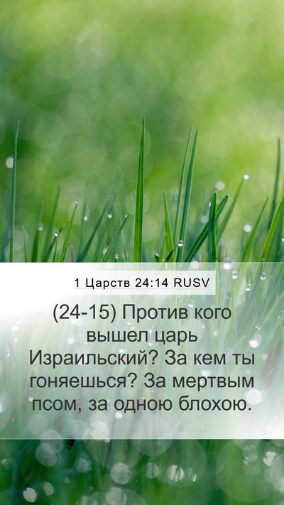 1 Царств 24:14 RUSV Bible Verse Image