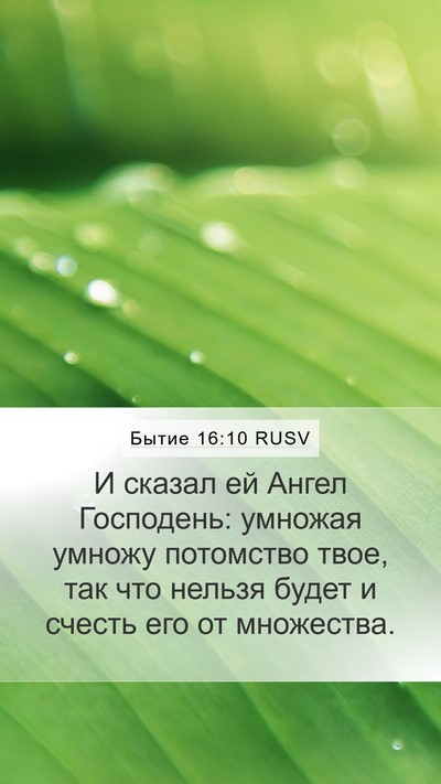 Бытие 16:10 RUSV Mobile Phone Wallpaper - И сказал ей Ангел - Mobile Bible Verse Wallpaper