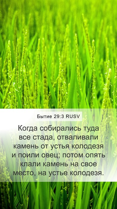 Бытие 29:3 RUSV Mobile Phone Wallpaper - Когда собирались туда все - Mobile Bible Verse Wallpaper