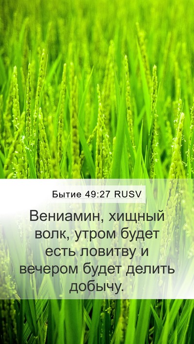 Бытие 49:27 RUSV Bible Verse Image