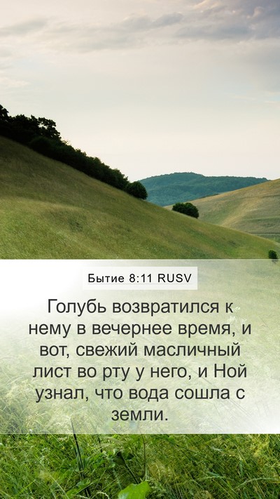 Бытие 8:11 RUSV Mobile Phone Wallpaper - Голубь возвратился к нему - Mobile Bible Verse Wallpaper